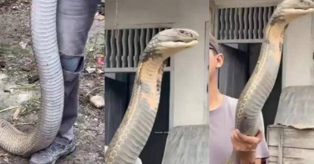 印度男子徒手抓巨型眼镜王蛇，网友：这是拼命演出吗