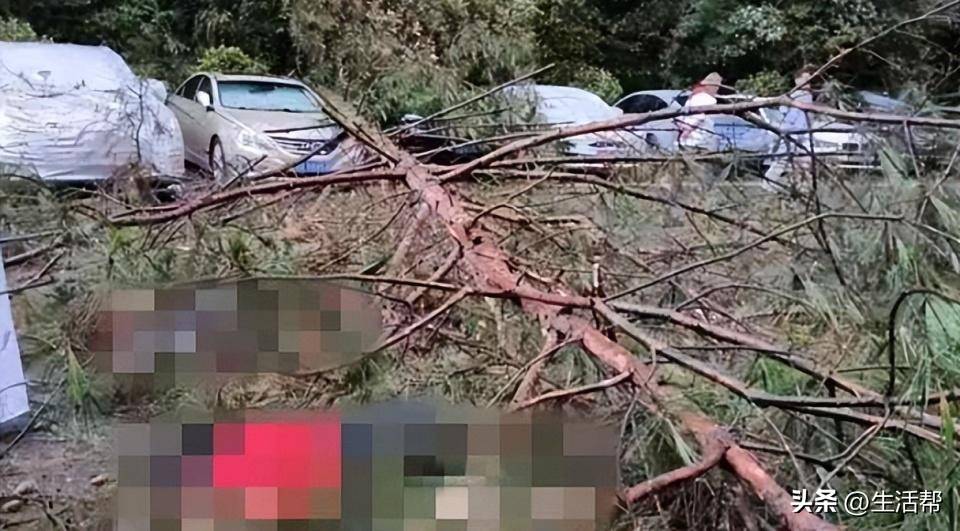 重庆3女子贵州买避暑房避暑，晚饭后结伴散步被大树砸倒致1死2伤，2伤者维权一年获9万元补偿